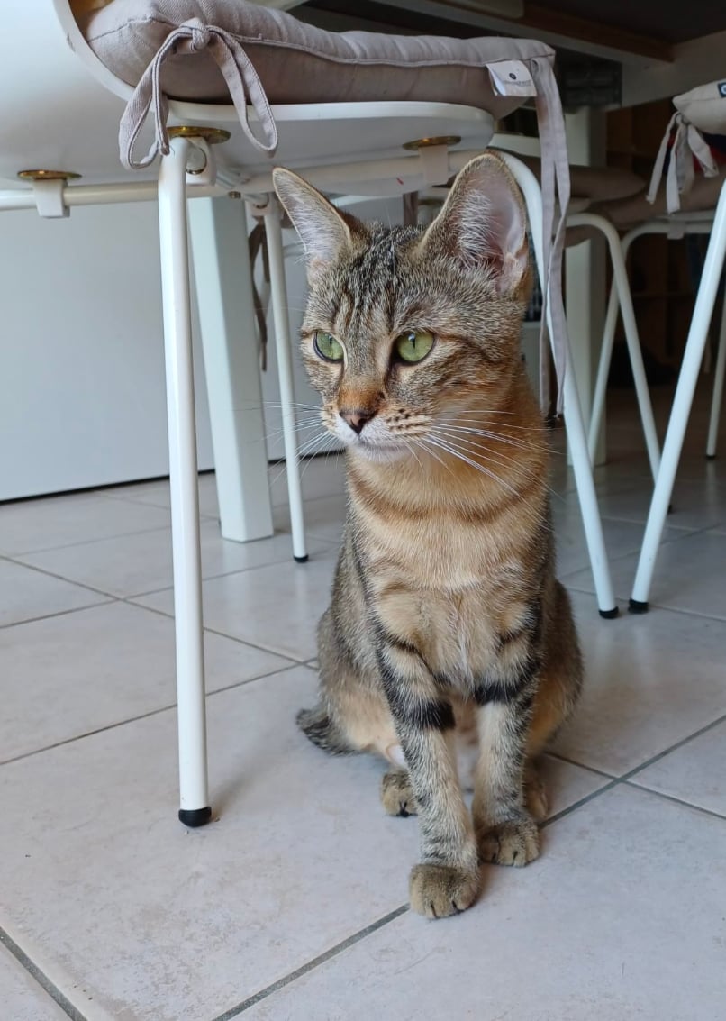 Boubouille