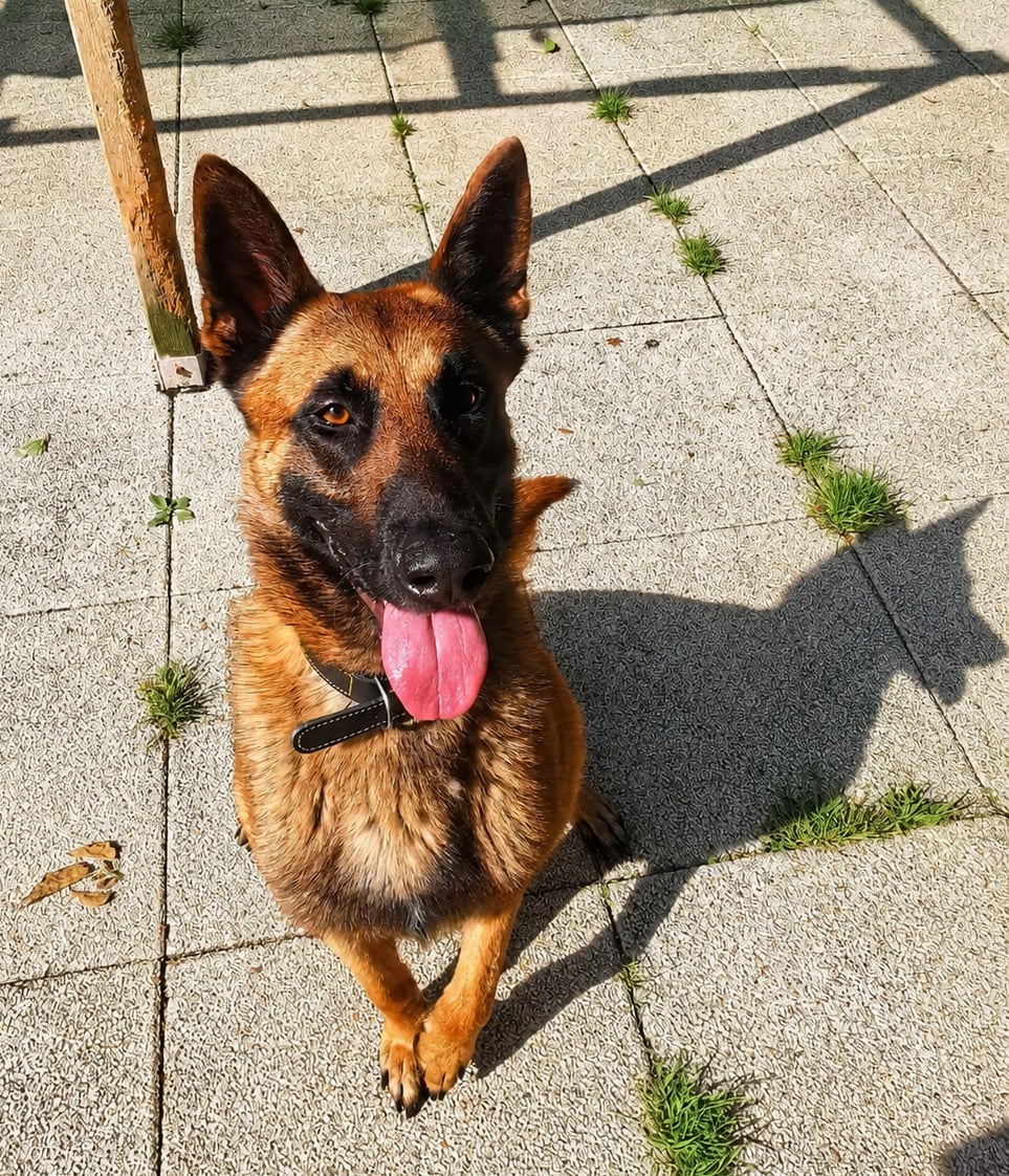Aslan